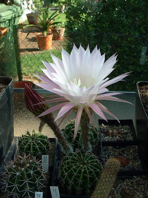 Echinopsis hybr._3.JPG